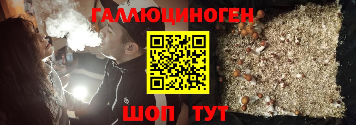 Псилоцибиновые грибы Psilocybine cubensis Сосновый Бор